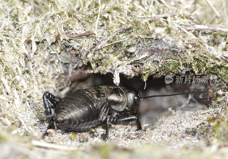 田野蟋蟀(Gryllus campestris)若虫洞